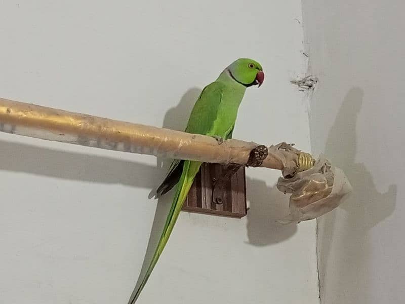 ringneck parrot male (03122900727) 11