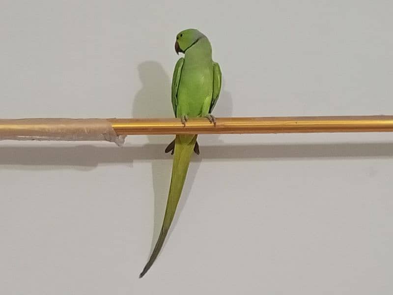 ringneck parrot male (03122900727) 12