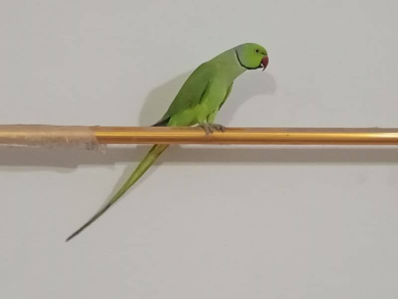 ringneck parrot male (03122900727) 13