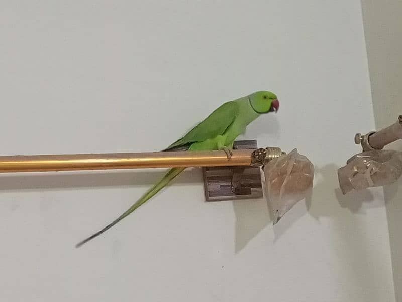 ringneck parrot male (03122900727) 14