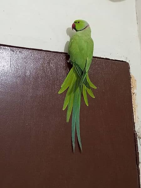 ringneck parrot male (03122900727) 16