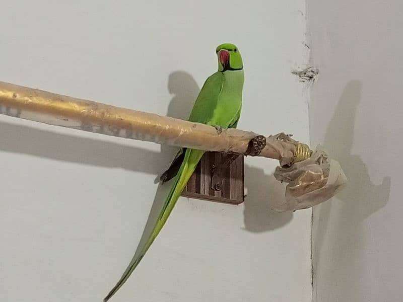 ringneck parrot male (03122900727) 19