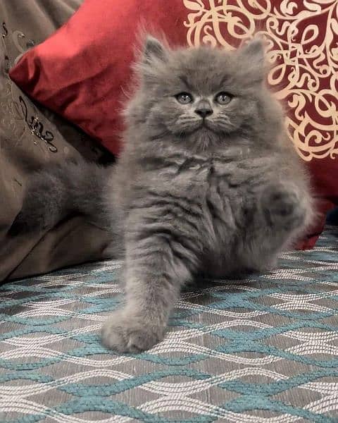 High Quality Persian Cats & Persian Kittens For Sale 2