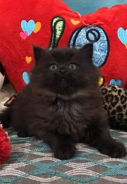 High Quality Persian Cats & Persian Kittens For Sale 3