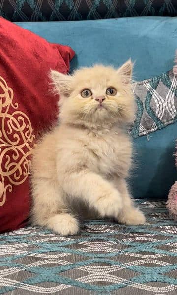 High Quality Persian Cats & Persian Kittens For Sale 4