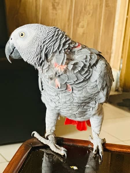 gray Parrote 0
