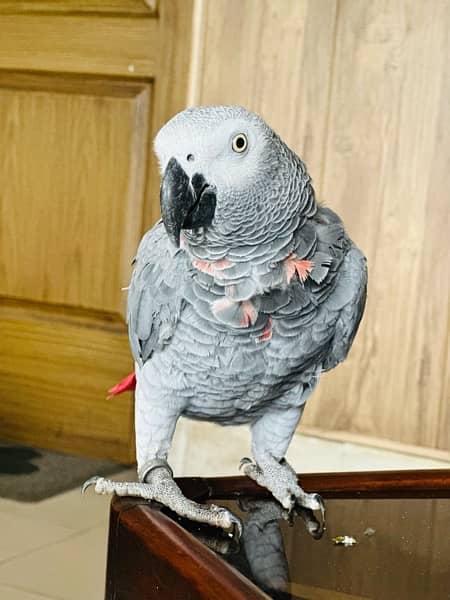 gray Parrote 1