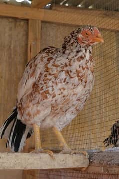 We need Egg laying Hens