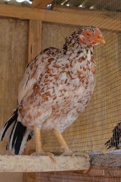 We need Egg laying Hens 0