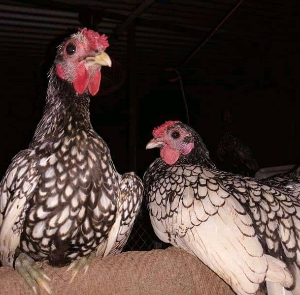 We need Egg laying Hens 1