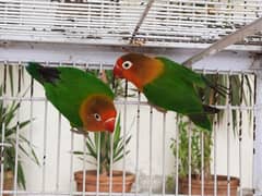 Green fisher breeder pair lovebirds.