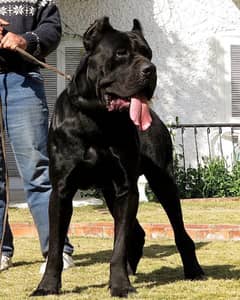 Cane Corso Male Import