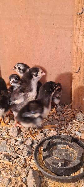 Chicks | Shamo | Heera | Thai | Dragon | hera | Shamoo 2