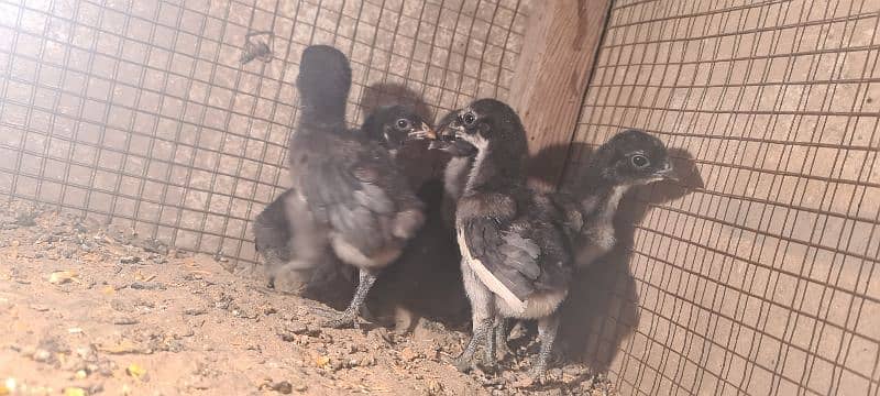 Chicks | Shamo | Heera | Thai | Dragon | hera | Shamoo 4