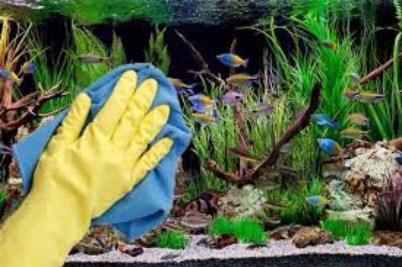 Best Aquarium Cleaning Services And Maintenance Available !!! 3
