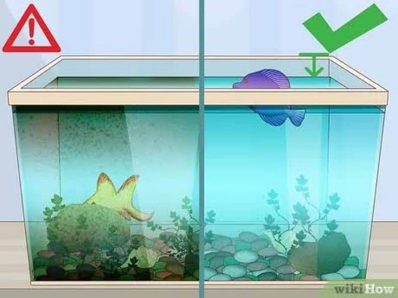Best Aquarium Cleaning Services And Maintenance Available !!! 5