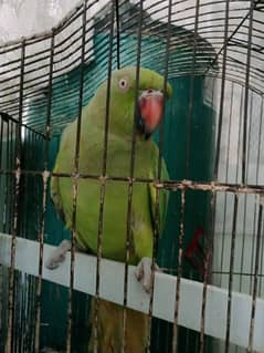 Green parrot female