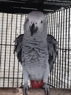 Grey parrot, the talking machine