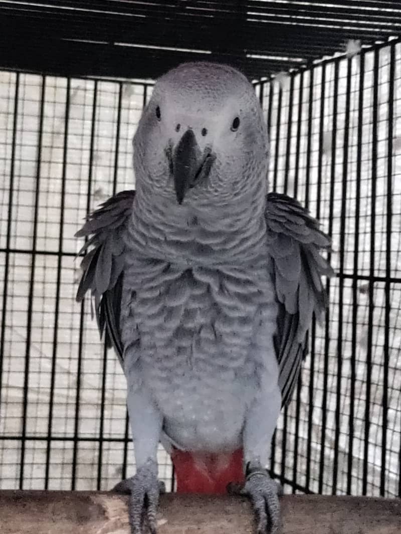 Grey parrot, the talking machine 0