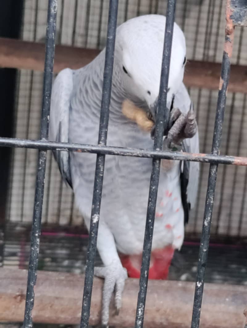 Grey parrot, the talking machine 2