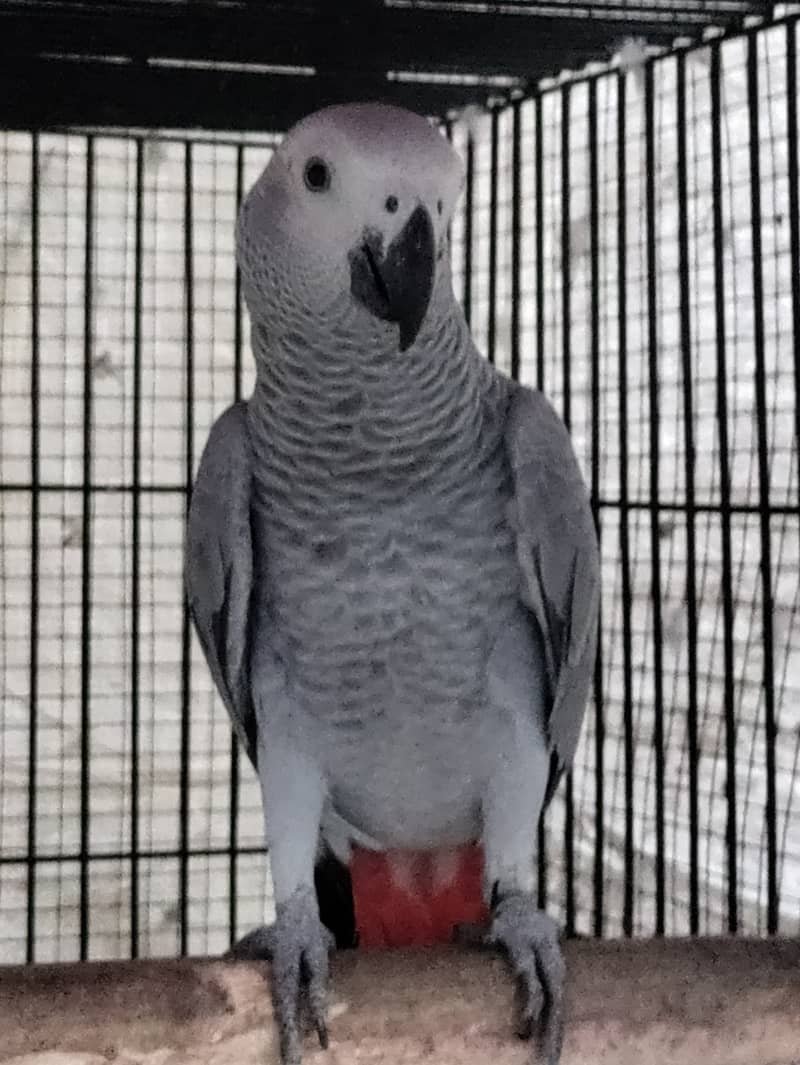 Grey parrot, the talking machine 4