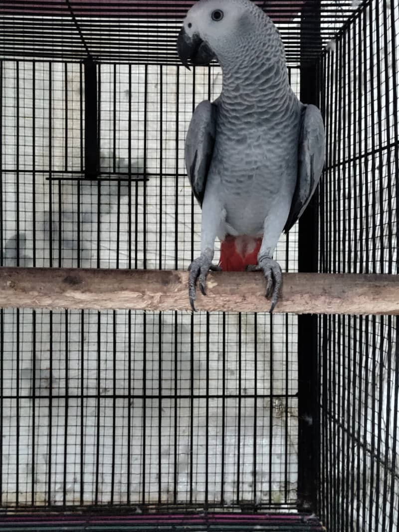 Grey parrot, the talking machine 5