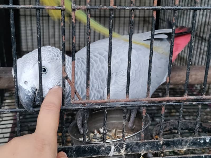 Grey parrot, the talking machine 6