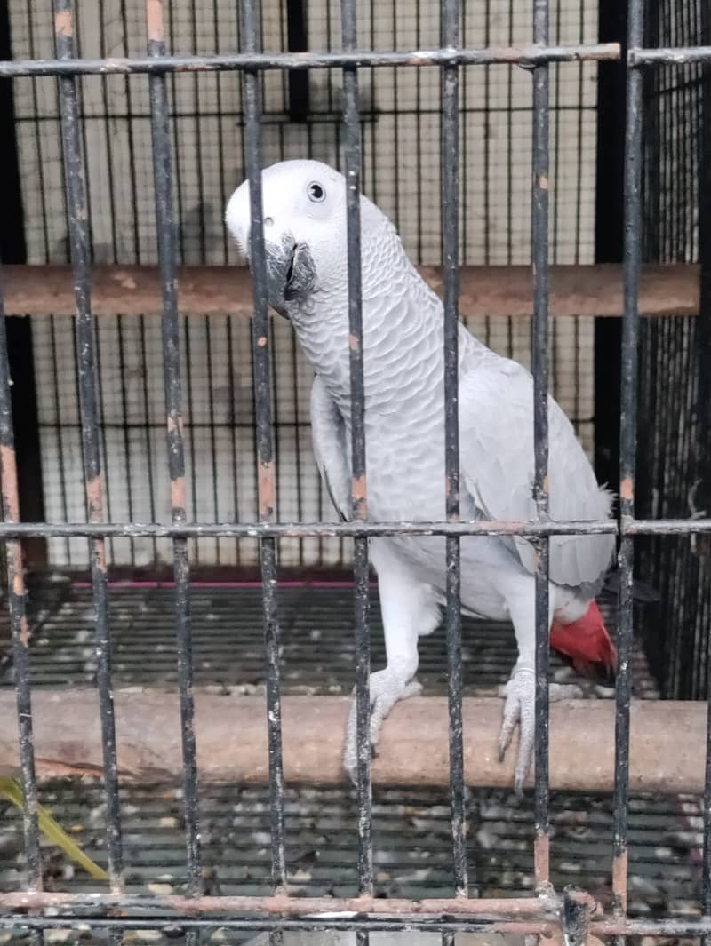 Grey parrot, the talking machine 8