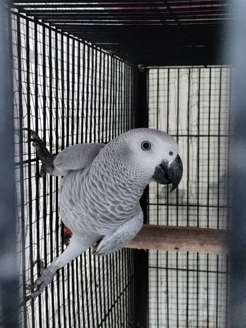 Grey parrot, the talking machine 9