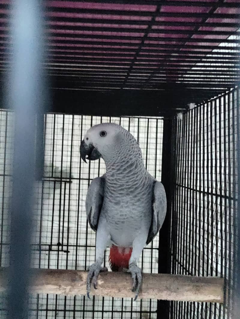 Grey parrot, the talking machine 10