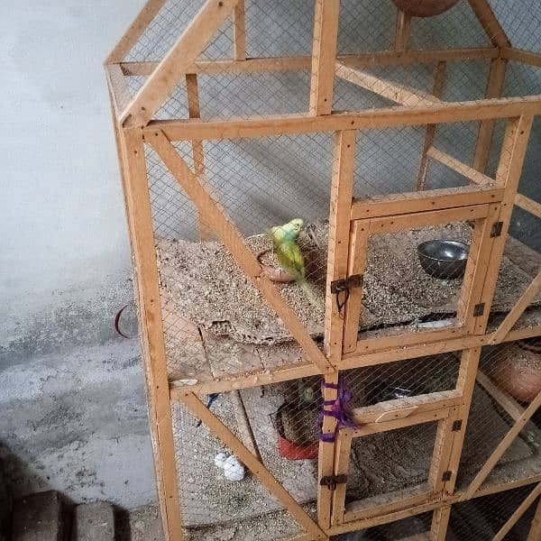 cage with Australian parrots 0