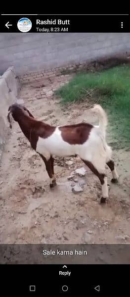 2 Bakra for sale kallar syedhan