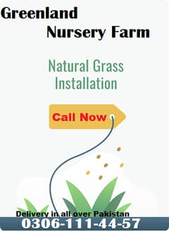 Natural Korean Grass and Fine Dahka Grass