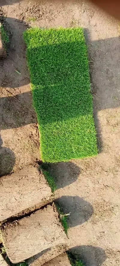 Natural Korean Grass and Fine Dahka Grass 1