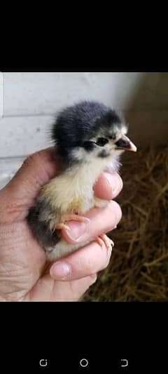 Australorp chicks available