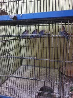 buddiges and lutino one fisher 5 partion cage 3 pair common finch