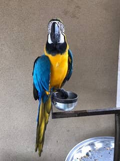 Macaw blue nd gold triton cokatoo and double yellow headed amazon