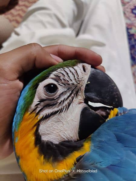 Macaw blue nd gold triton cokatoo and double yellow headed amazon 3