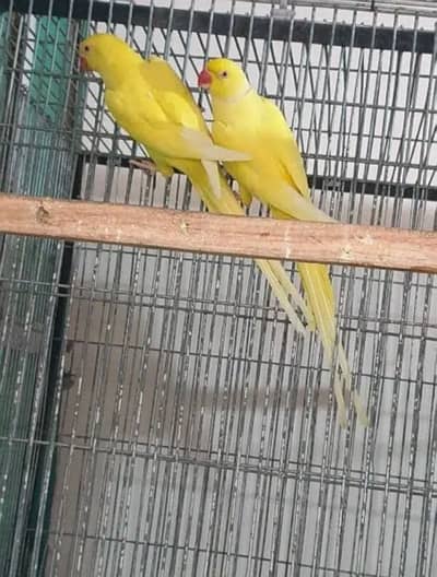Yellow ringneck parrorts | parrots |  ringneck breeder pairs