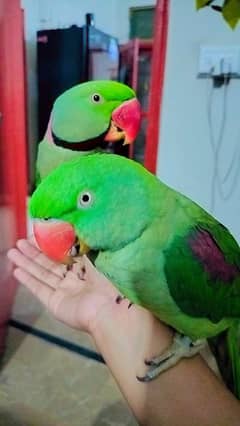 Raw Parrot Pair