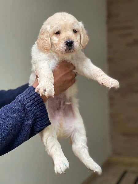 Golden Retriever Pedigree 3