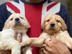 Golden Retriever Pedigree