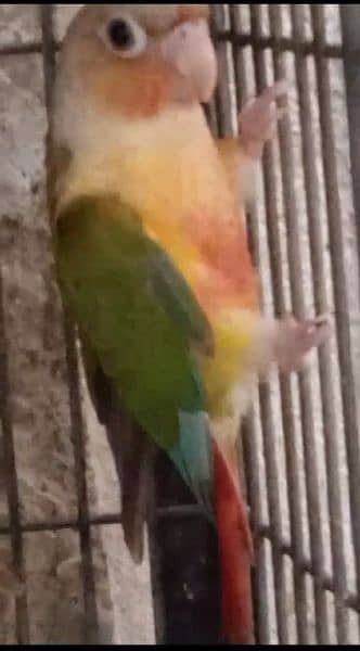 Mashallah Red Factor pineapple conure quality bird 0