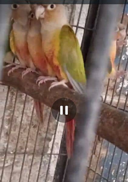 Mashallah Red Factor pineapple conure quality bird 1