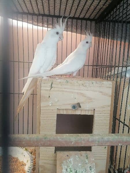 cockatiel breeder pair red eye - Parrots - 1075024814