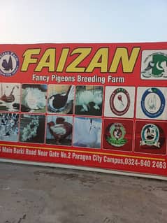 Faizan Fancy Pigeon Breeding Farm