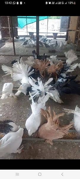 Faizan Fancy Pigeon Breeding Farm 1
