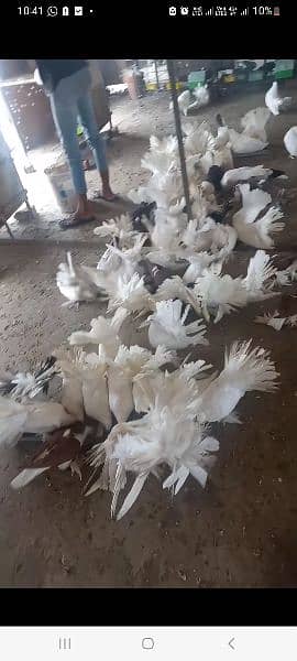 Faizan Fancy Pigeon Breeding Farm 2