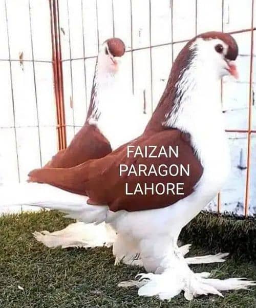 Faizan Fancy Pigeon Breeding Farm 5