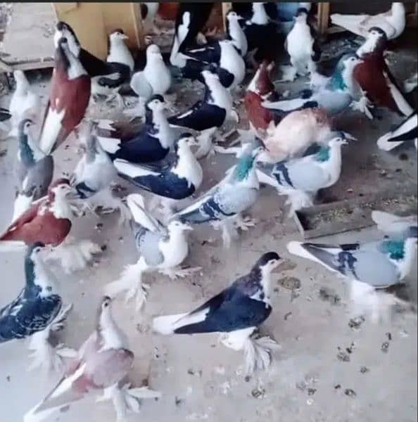 Faizan Fancy Pigeon Breeding Farm 10